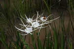 Godfreyi's spider-lily